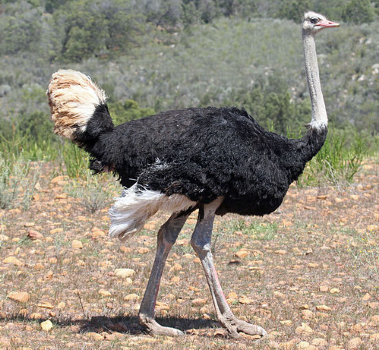 Ostrich - Struthio camelus